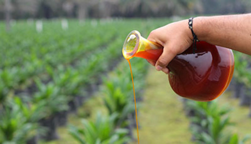 Aceite rojo de palma, una alternativa de combustible.